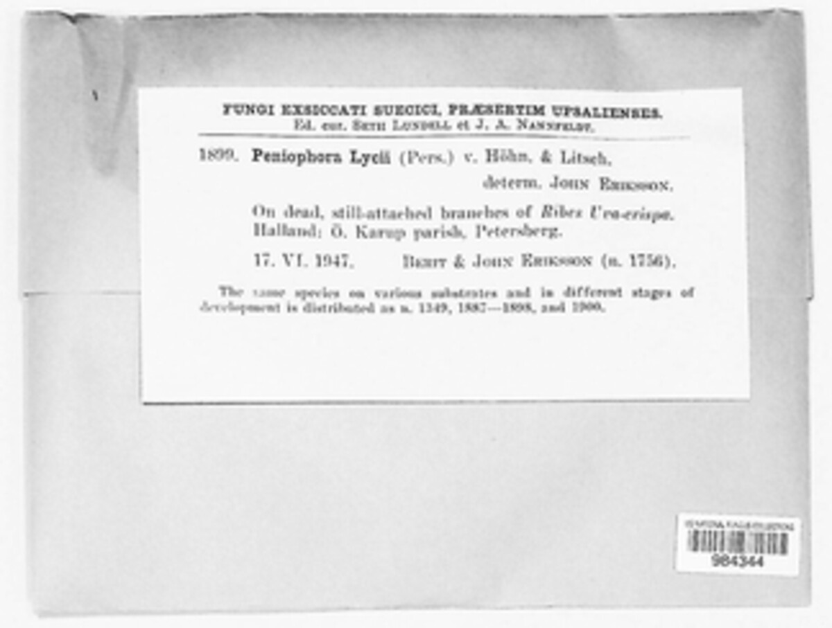 Peniophora lycii image